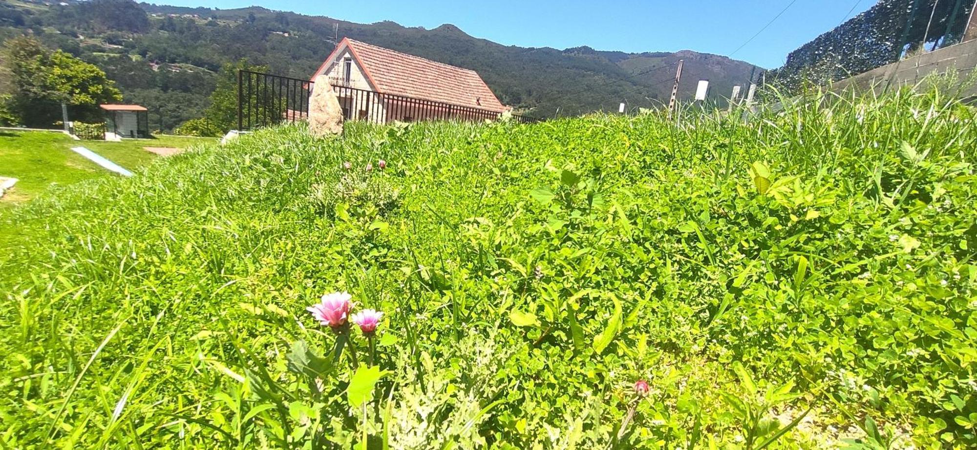 Casa A Mi Vera Covelo  Dış mekan fotoğraf